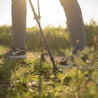 Teleskop Nordic Walking Stöcke aus Aluminium auf Gras, mit ergonomischen Korkgriffen und verstellbarer Länge, ideal für Outdoor-Aktivitäten.